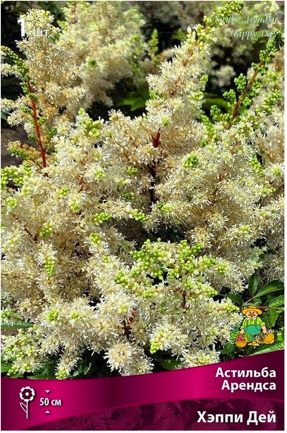 Луковица астильбы арендса ПОИСК Хэппи Дей 1 шт