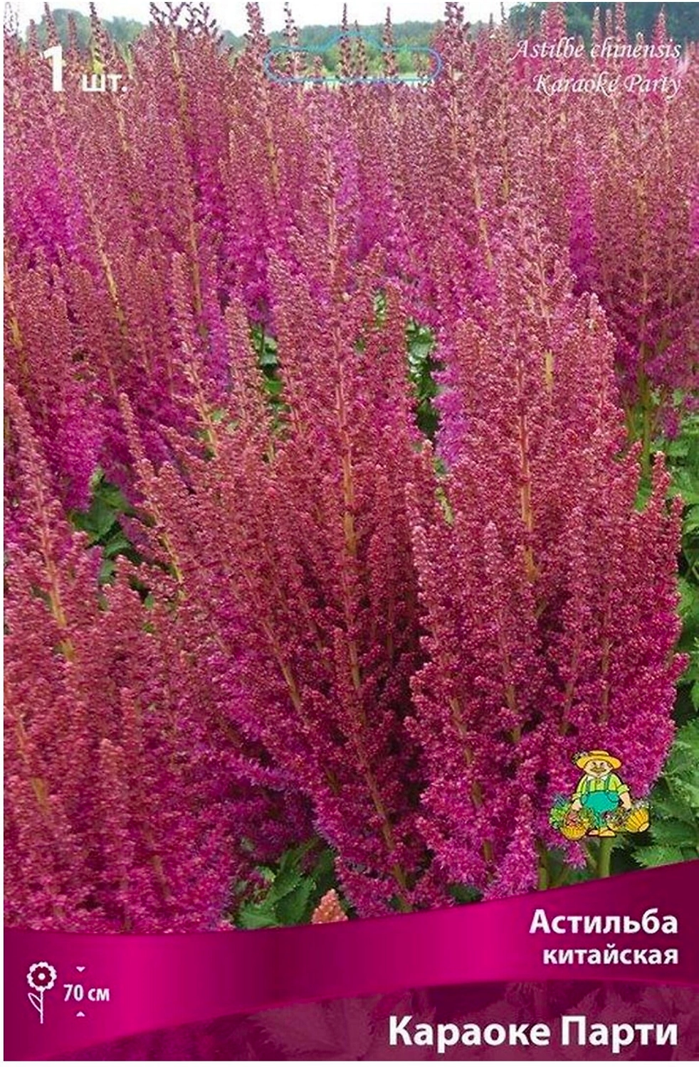 Луковица астильбы китайской ПОИСК Караоке Парти 1 шт