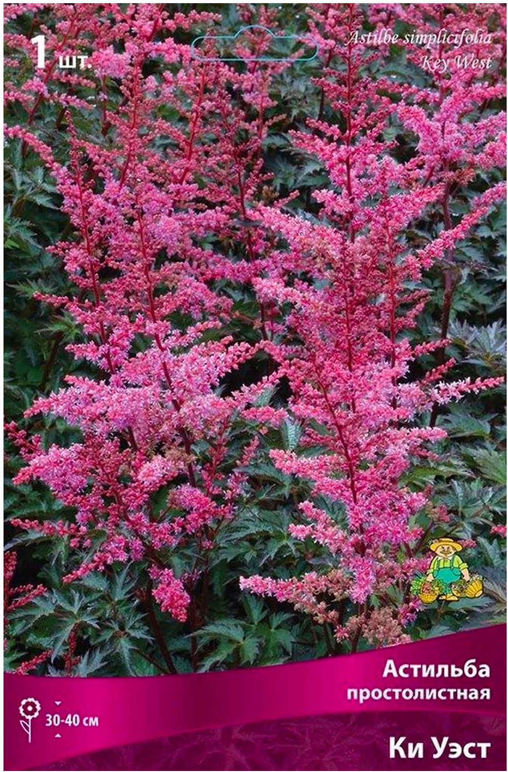 Луковица астильбы простолистной ПОИСК Ки Уэст 1 шт
