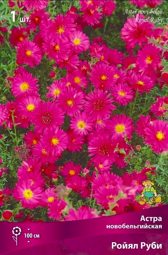 Луковицы астра многолетняя Ройял Руби 1 шт