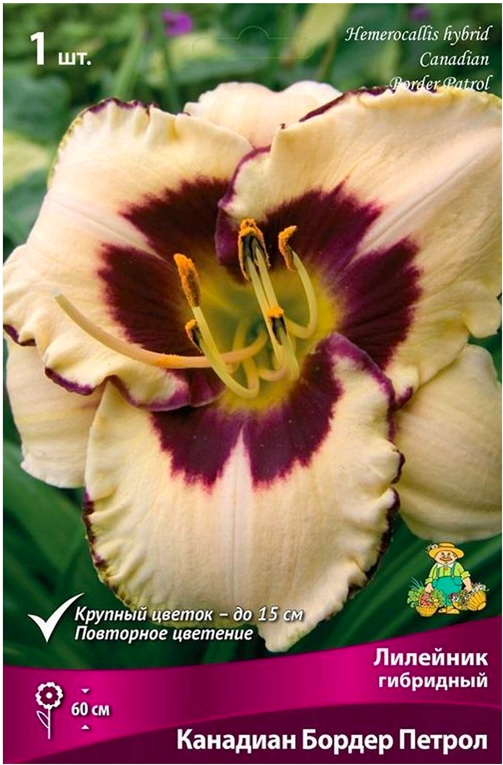 Луковицы лилейника гибридного ПОИСК Канадиан Бордер Петрол 1 шт