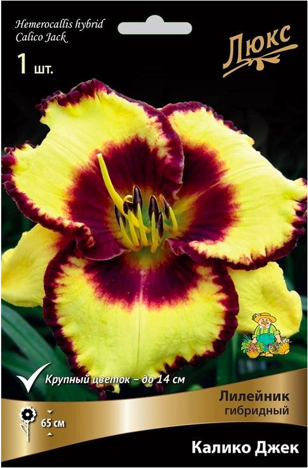 Луковица лилейника гибридного ПОИСК Калико Джек 1 шт