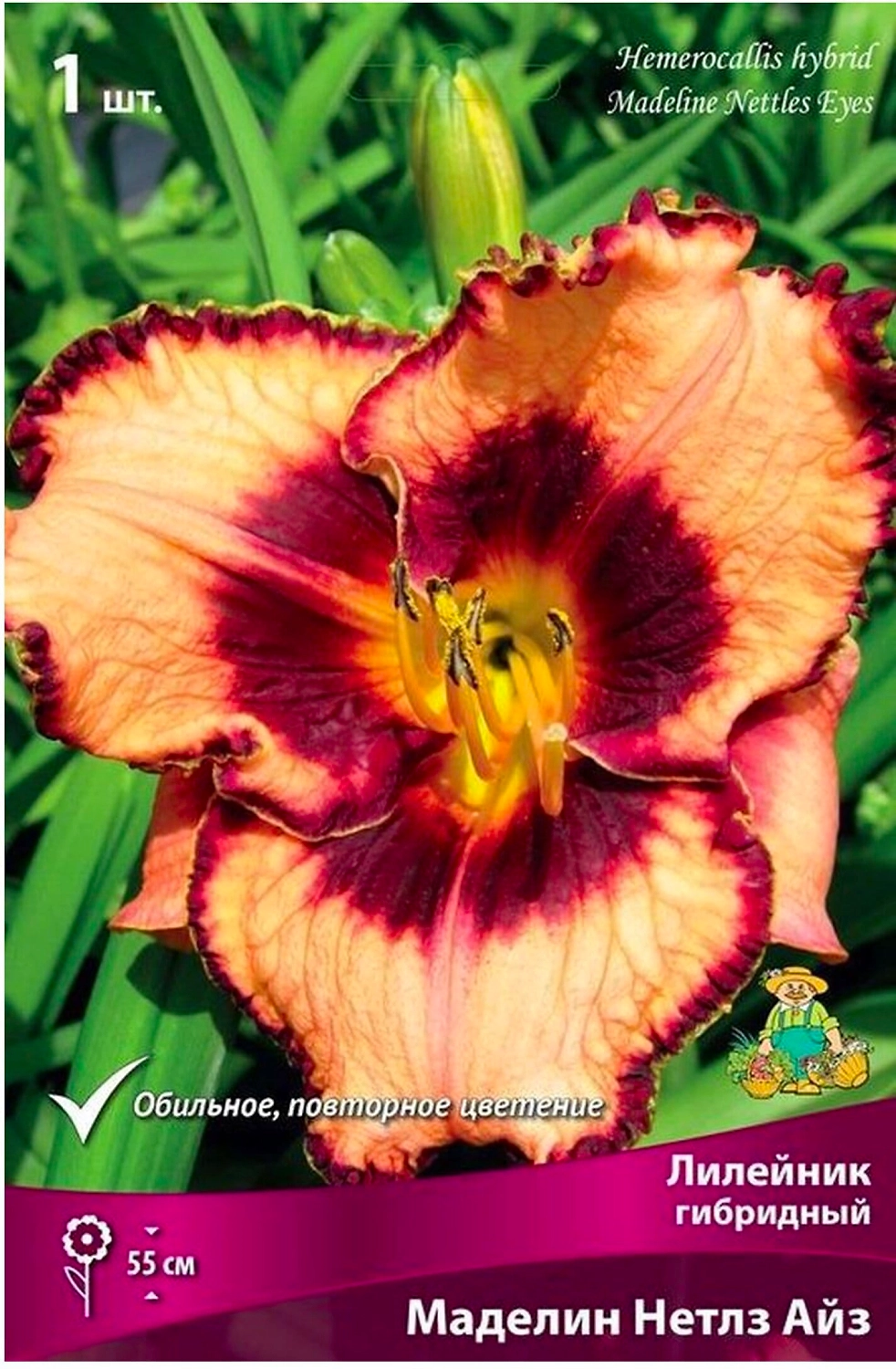 Луковица лилейника гибридного ПОИСК Маделин Нетлз Айз 1 шт