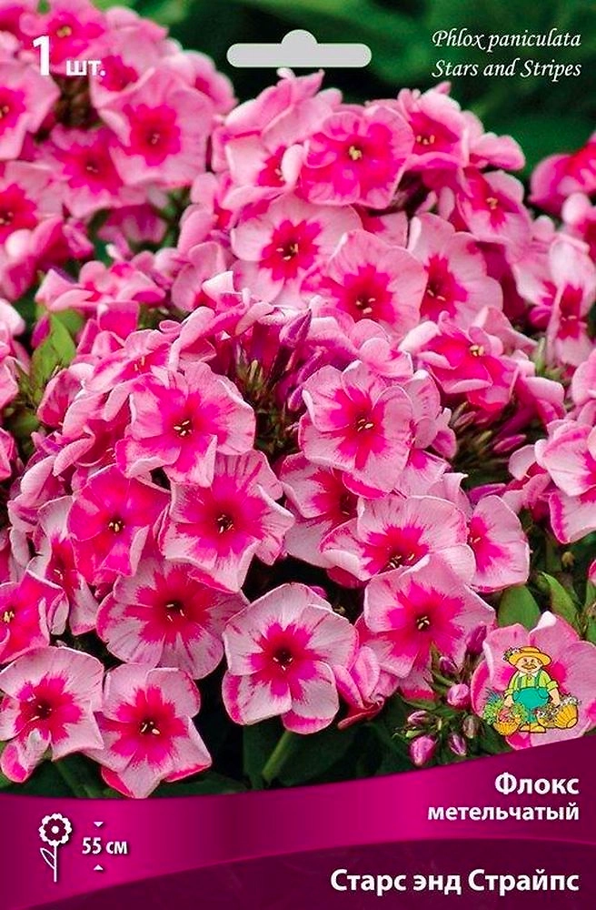 Луковицы флокс многолетний Старс Энд Страйпс 1 шт