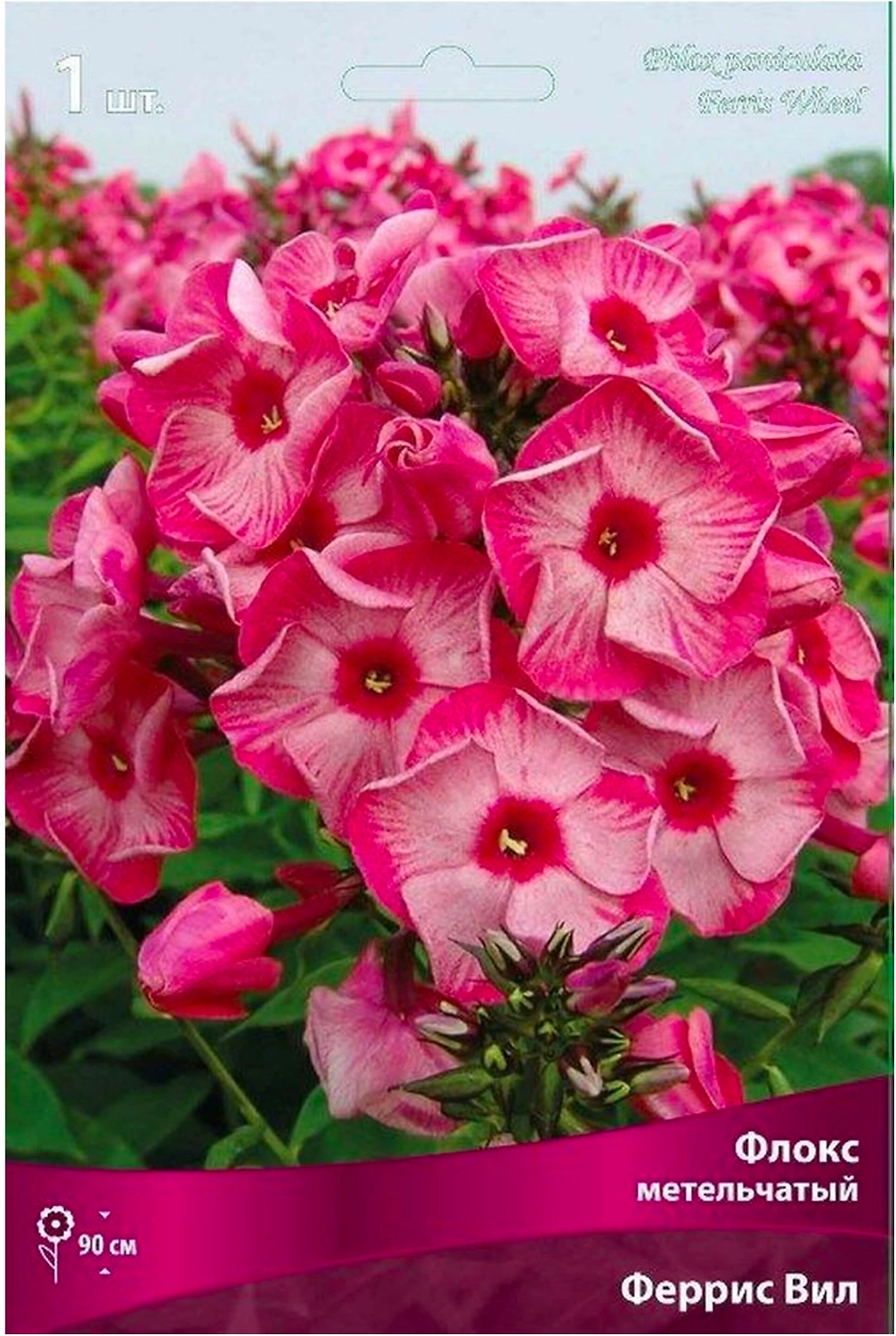 Луковица флокса метельчатого ПОИСК Феррис Вил 1 шт