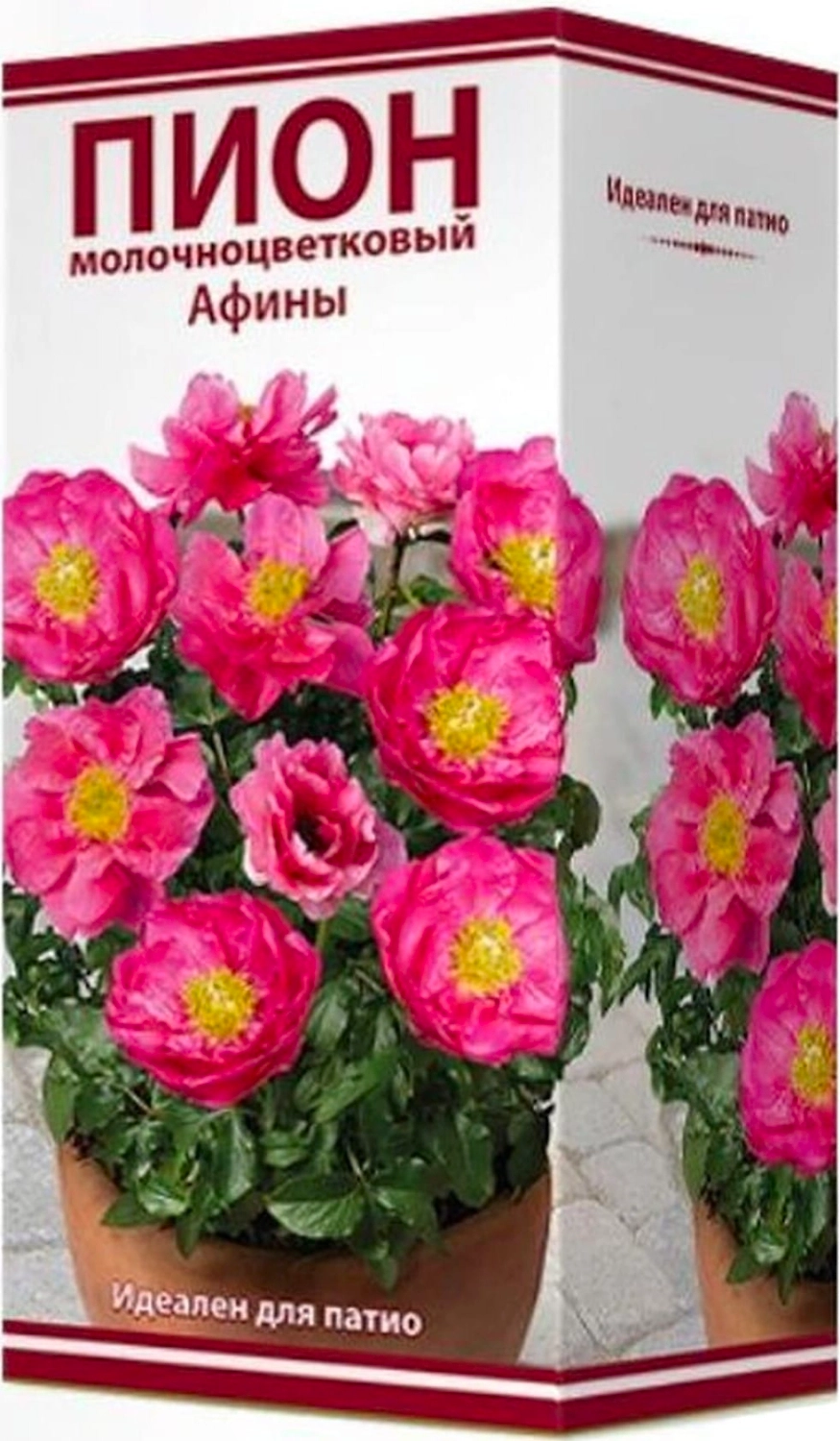 Луковица пиона молочноцветкового ПОИСК Афины 1 шт