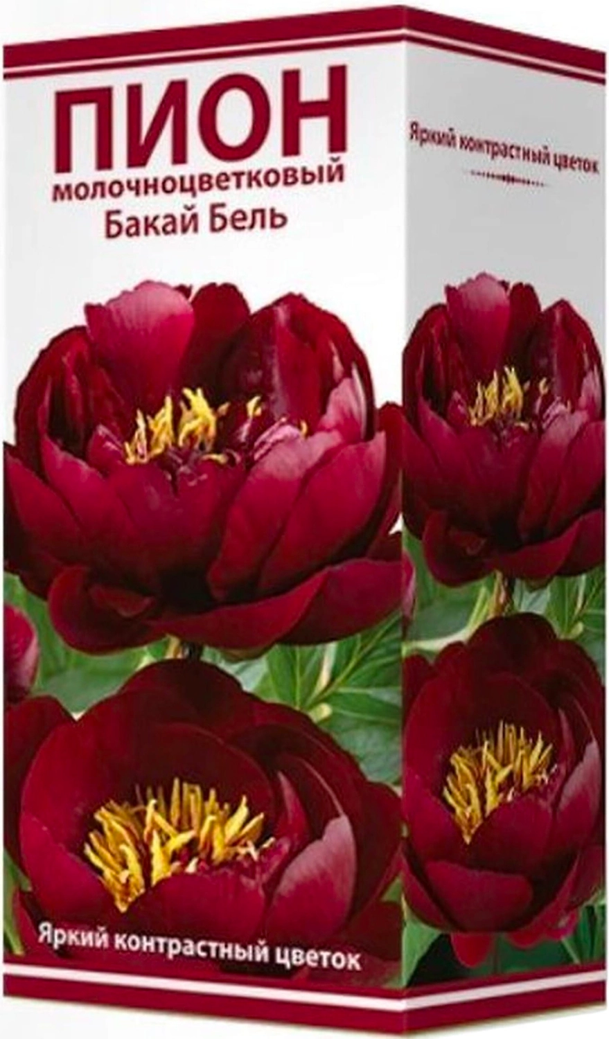 Луковица пиона молочноцветкового ПОИСК Бакай Бель 1 шт