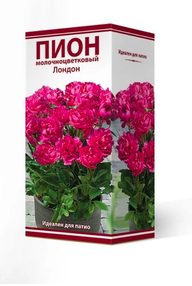 Луковицы пион многолетний молочноцветковый Лондон 1 шт