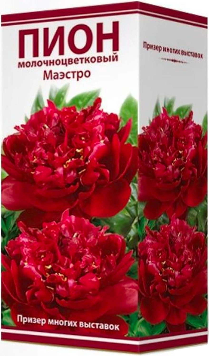 Луковица пиона молочноцветкового ПОИСК Маэстро 1 шт