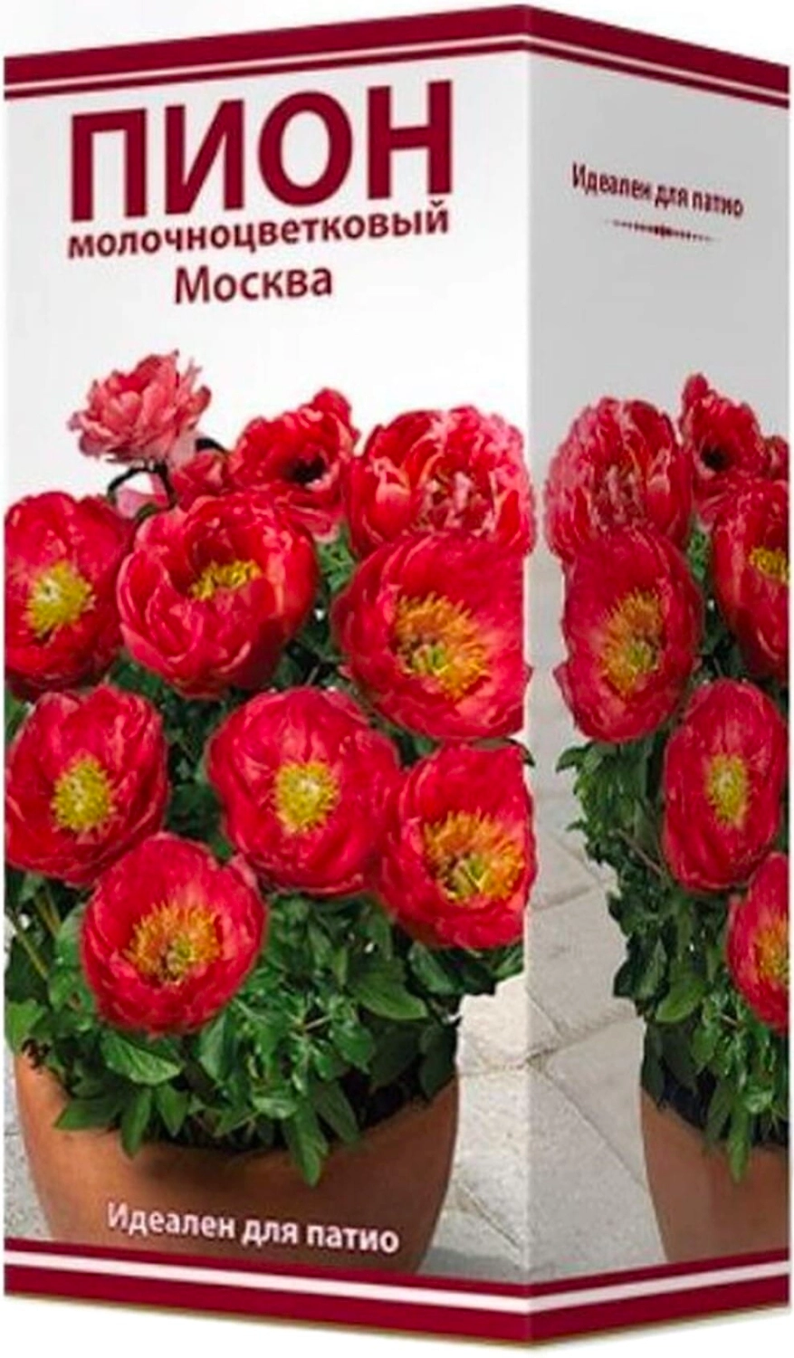 Луковица пиона молочноцветкового ПОИСК Москва 1 шт