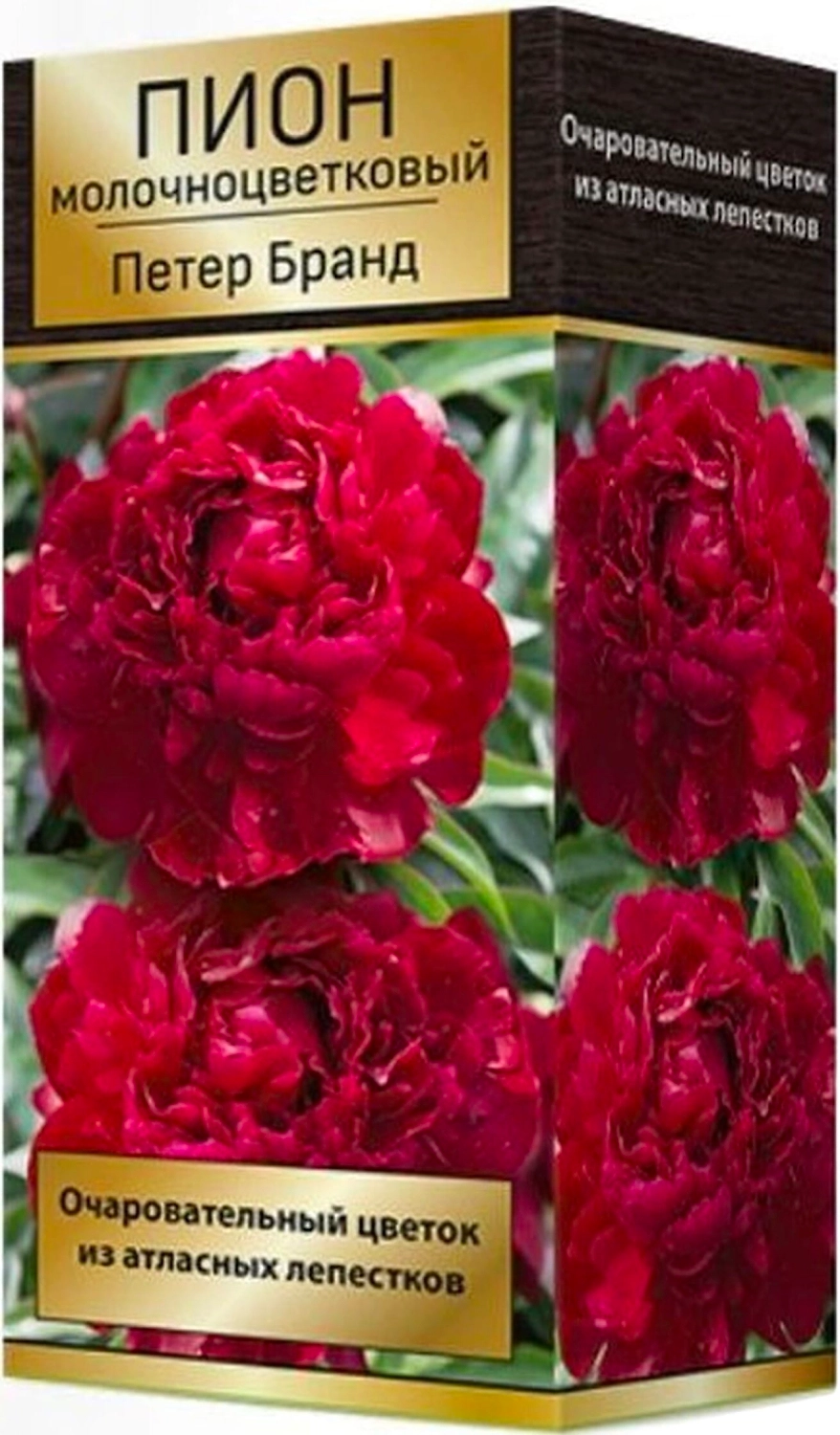 Луковица пиона молочноцветкового ПОИСК Петер Бранд 1 шт