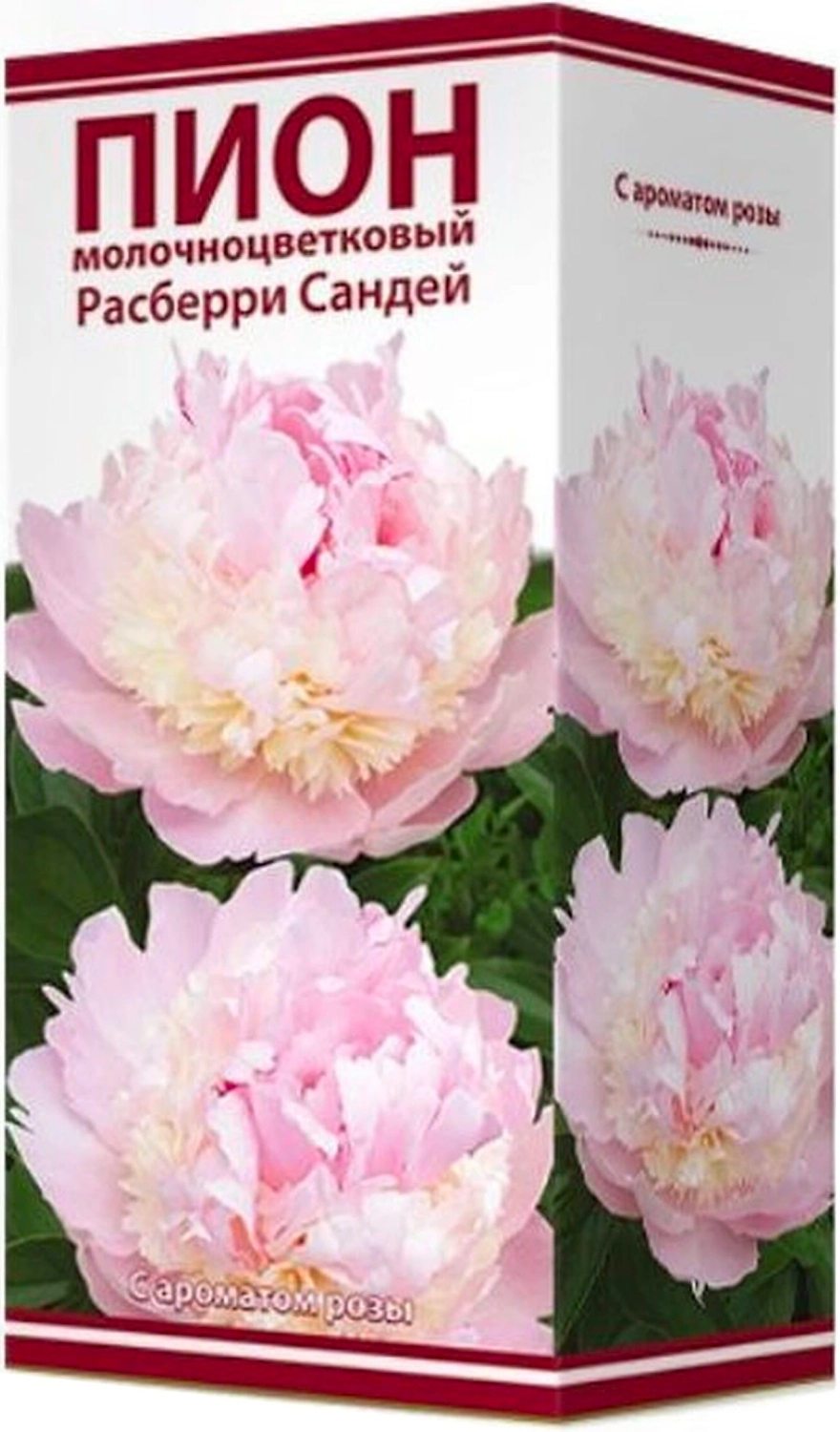 Луковица пиона молочноцветкового ПОИСК Расберри Сандей 1 шт