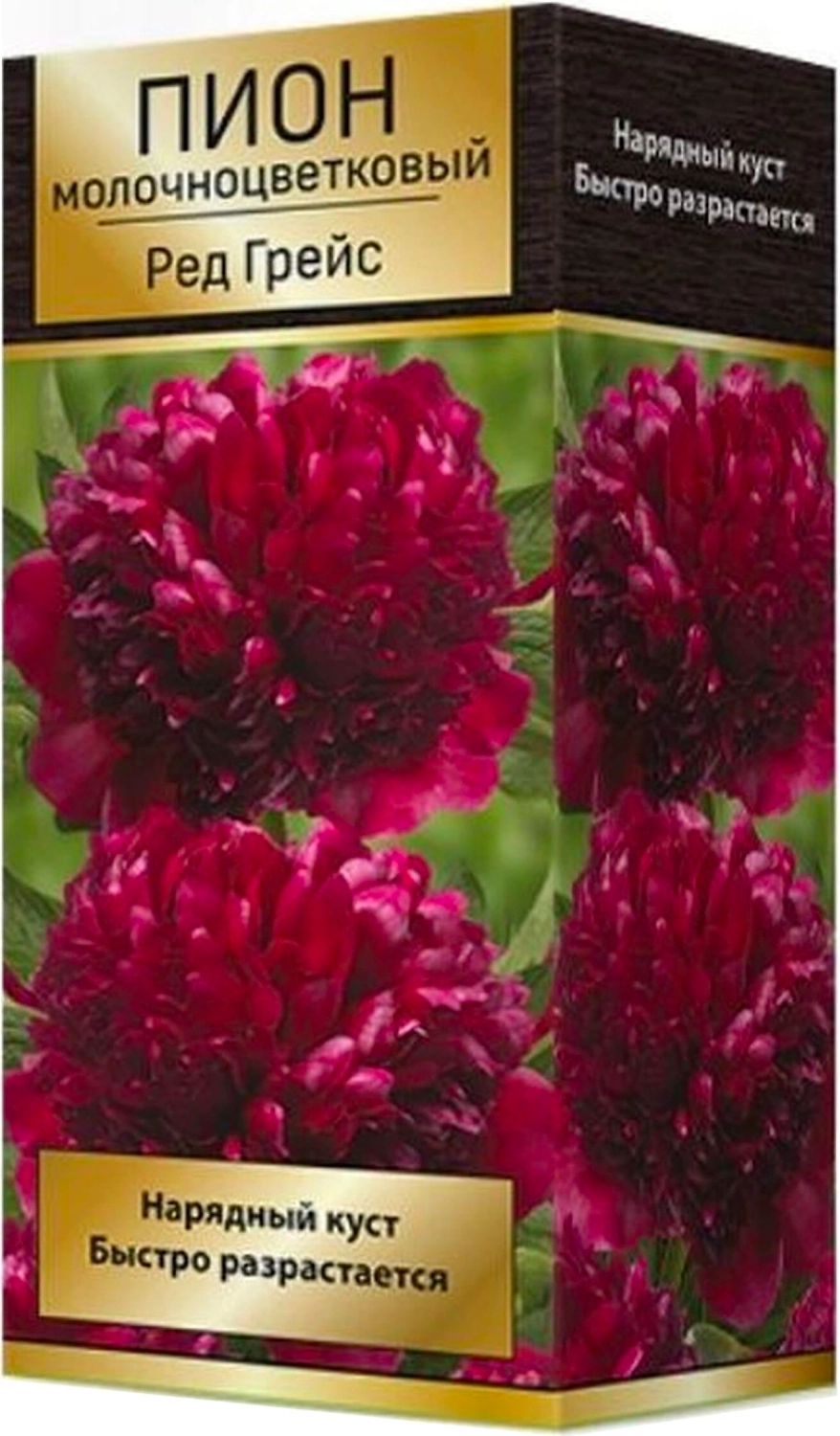 Луковица пиона молочноцветкового ПОИСК Ред Грейс 1 шт