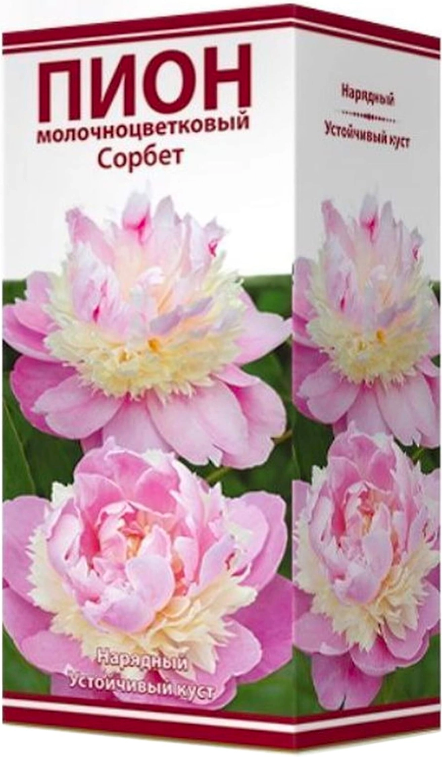 Луковица пиона молочноцветкового ПОИСК Сорбет 1 шт