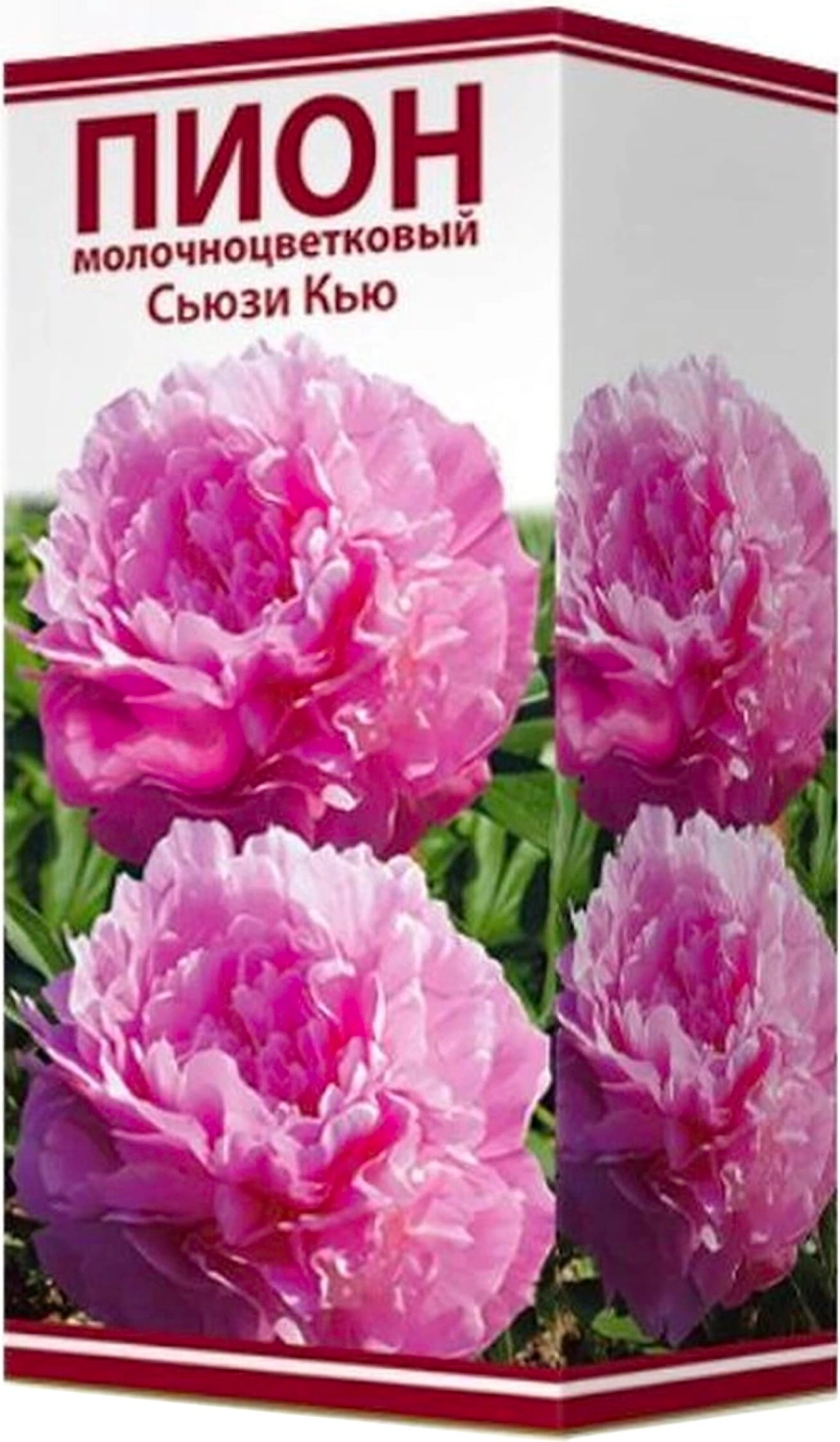 Луковица пиона молочноцветкового ПОИСК Сьюзи Кью 1 шт