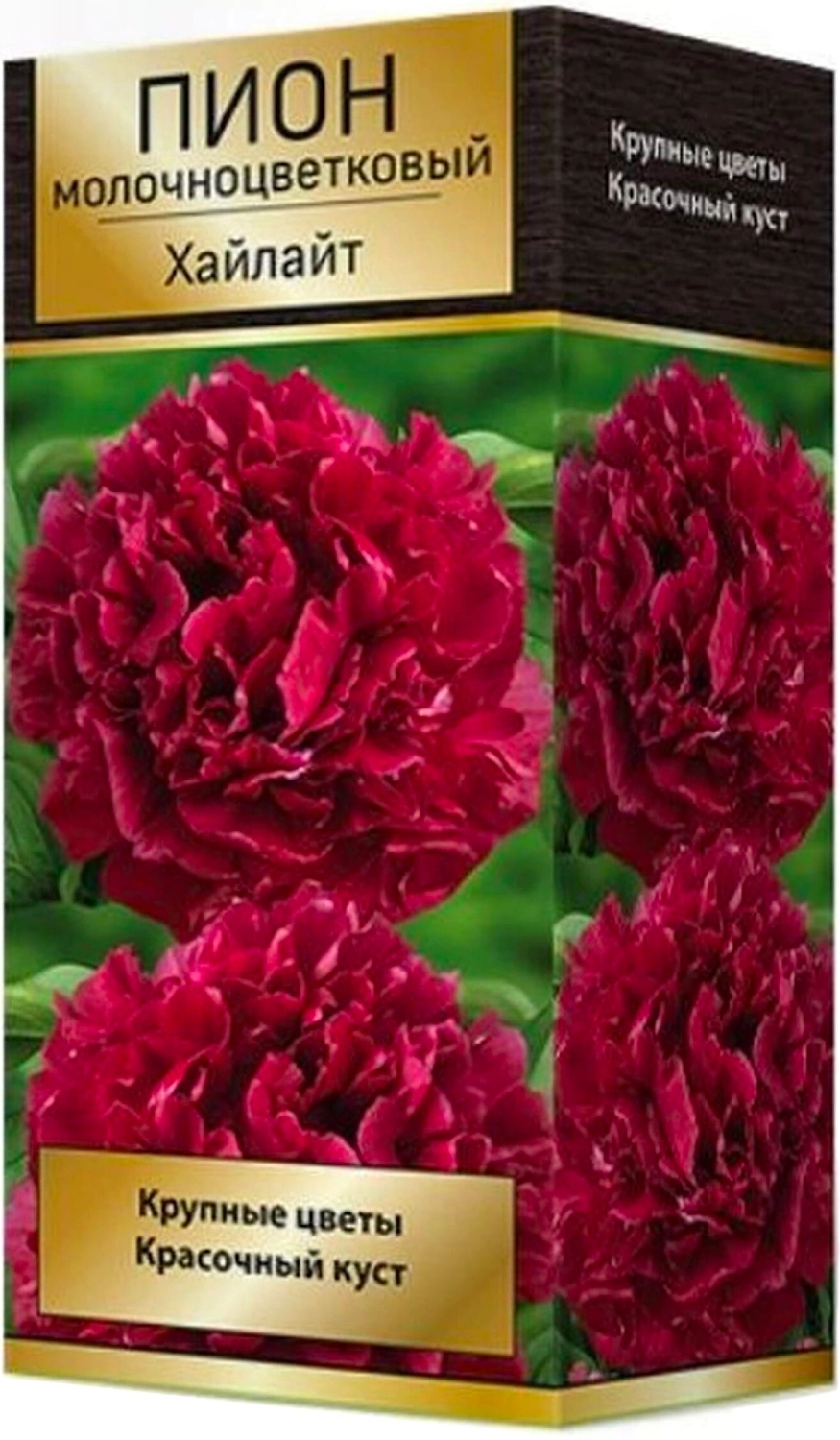 Луковица пиона молочноцветкового ПОИСК Хайлайт 1 шт