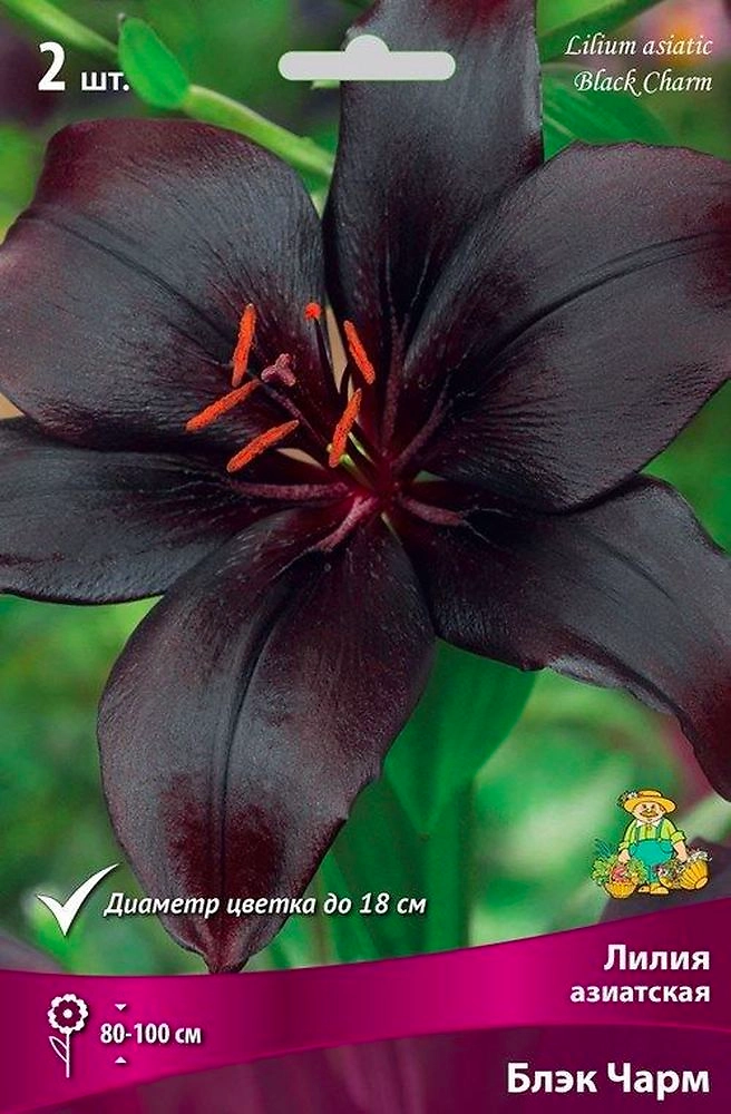 Луковицы лилия Блэк Чарм 1 шт