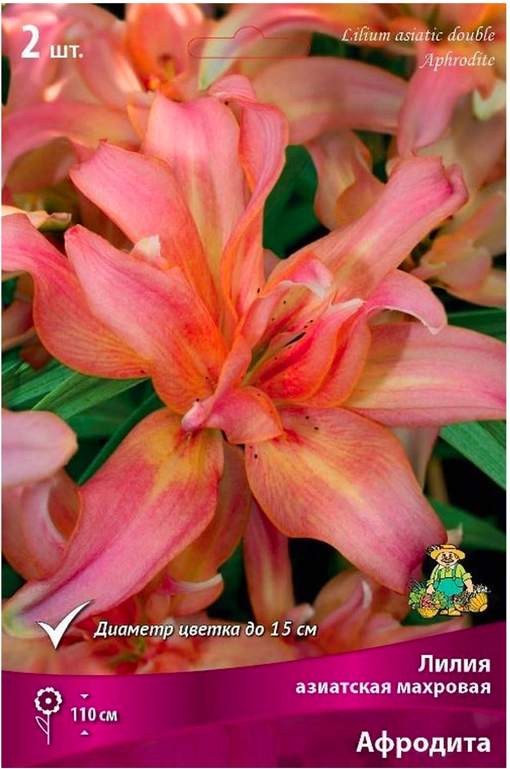 Луковица лилии азиатской махровой ПОИСК Афродита 1 шт