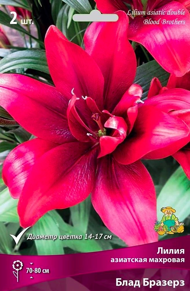 Луковицы лилия Блад Бразерз 1 шт