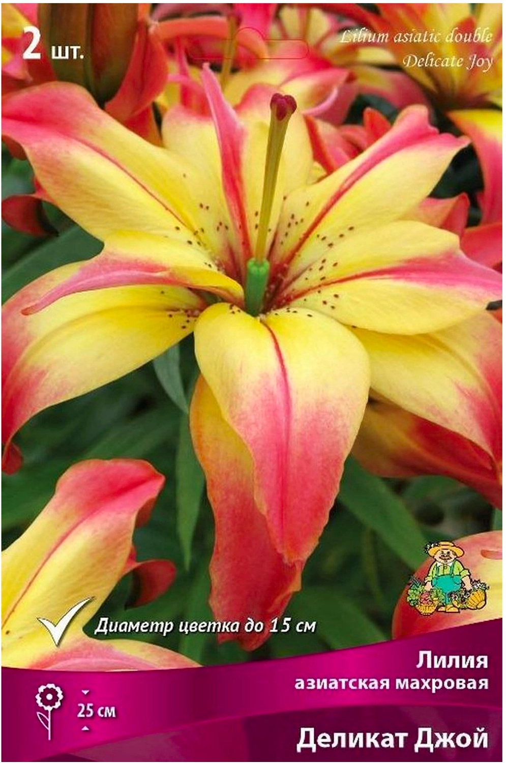 Луковица Лилии ПОИСК Деликат Джой 