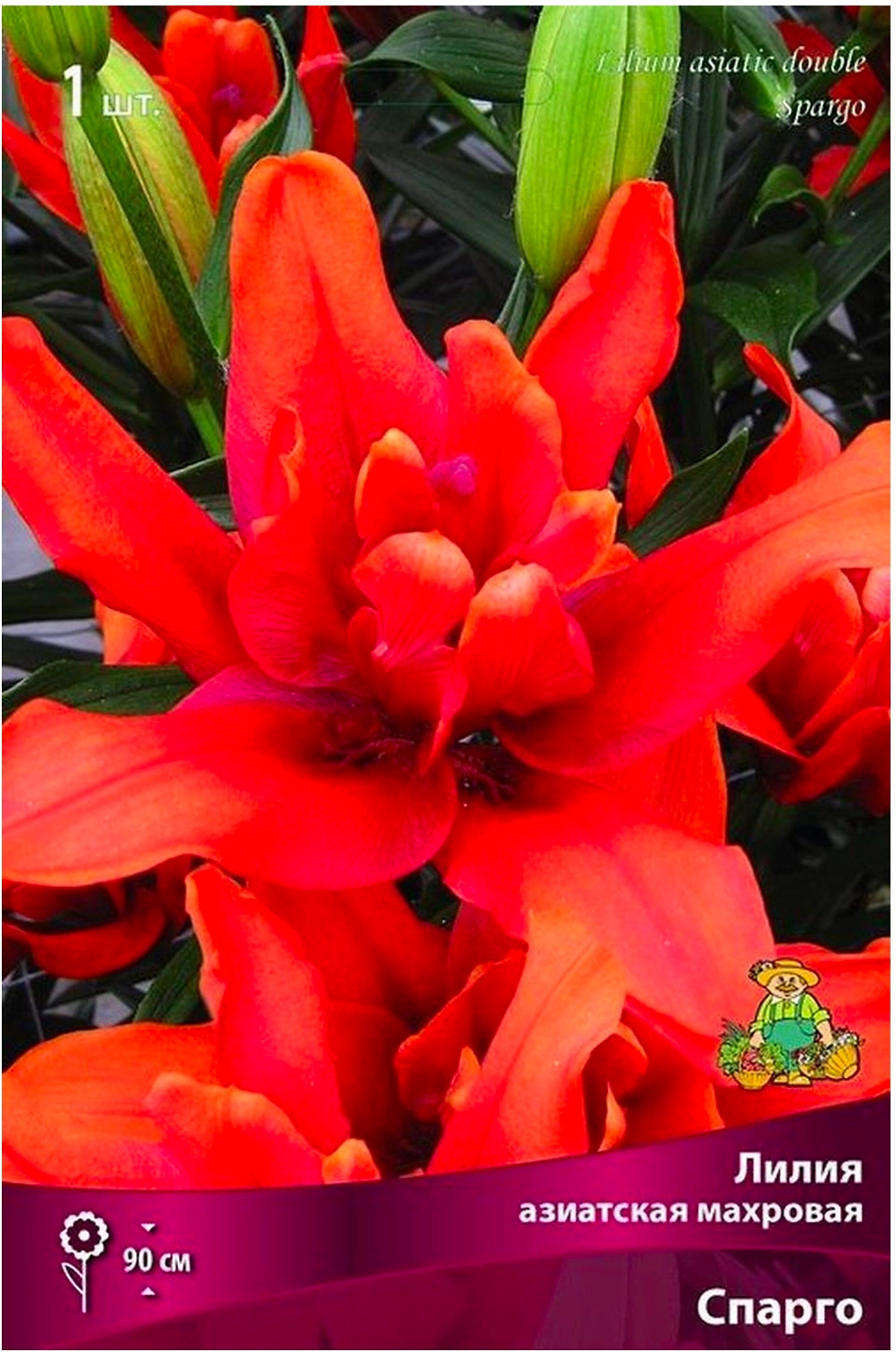 Луковица Лилии азатской махровой ПОИСК Спарго 
