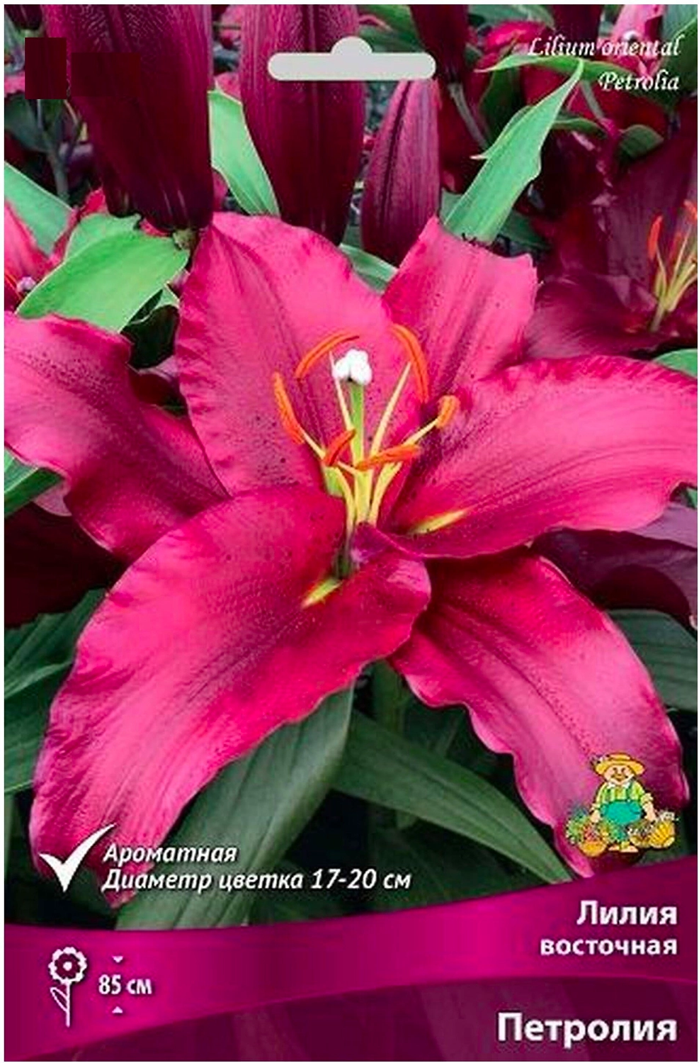 Луковицы лилии восточной ПОИСК Петролия 2 шт