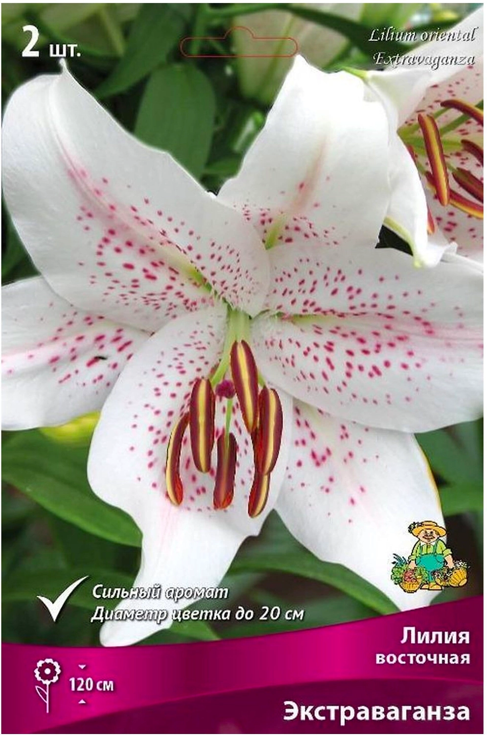 Луковицы лилии восточной ПОИСК Экстраваганза 2 шт