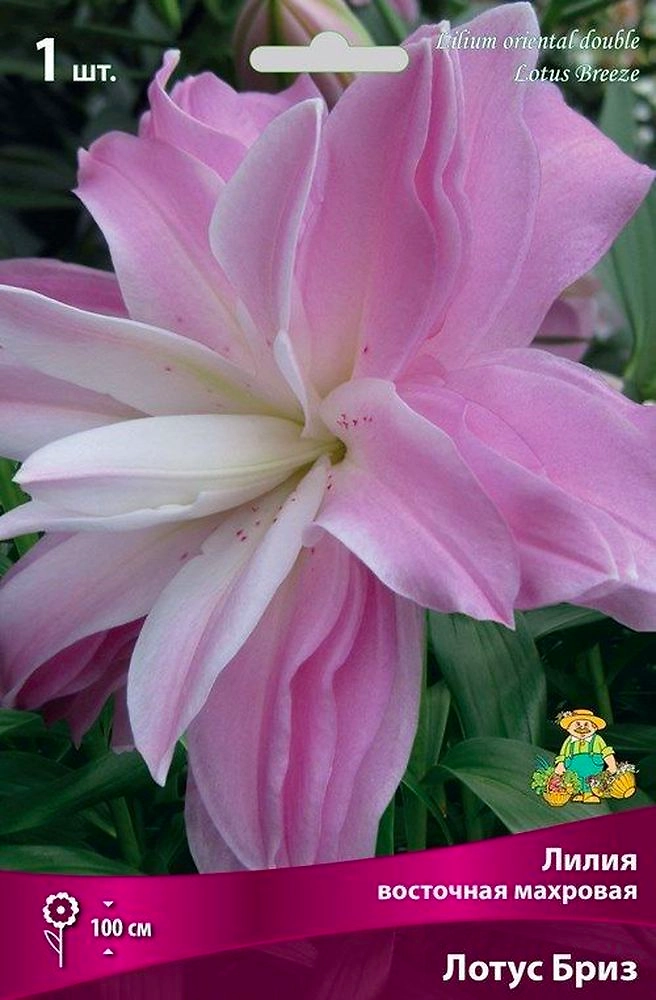 Луковицы лилия Лотус Бриз 1 шт