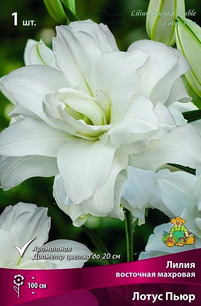 Луковицы лилия Лотус Пьюр 1 шт