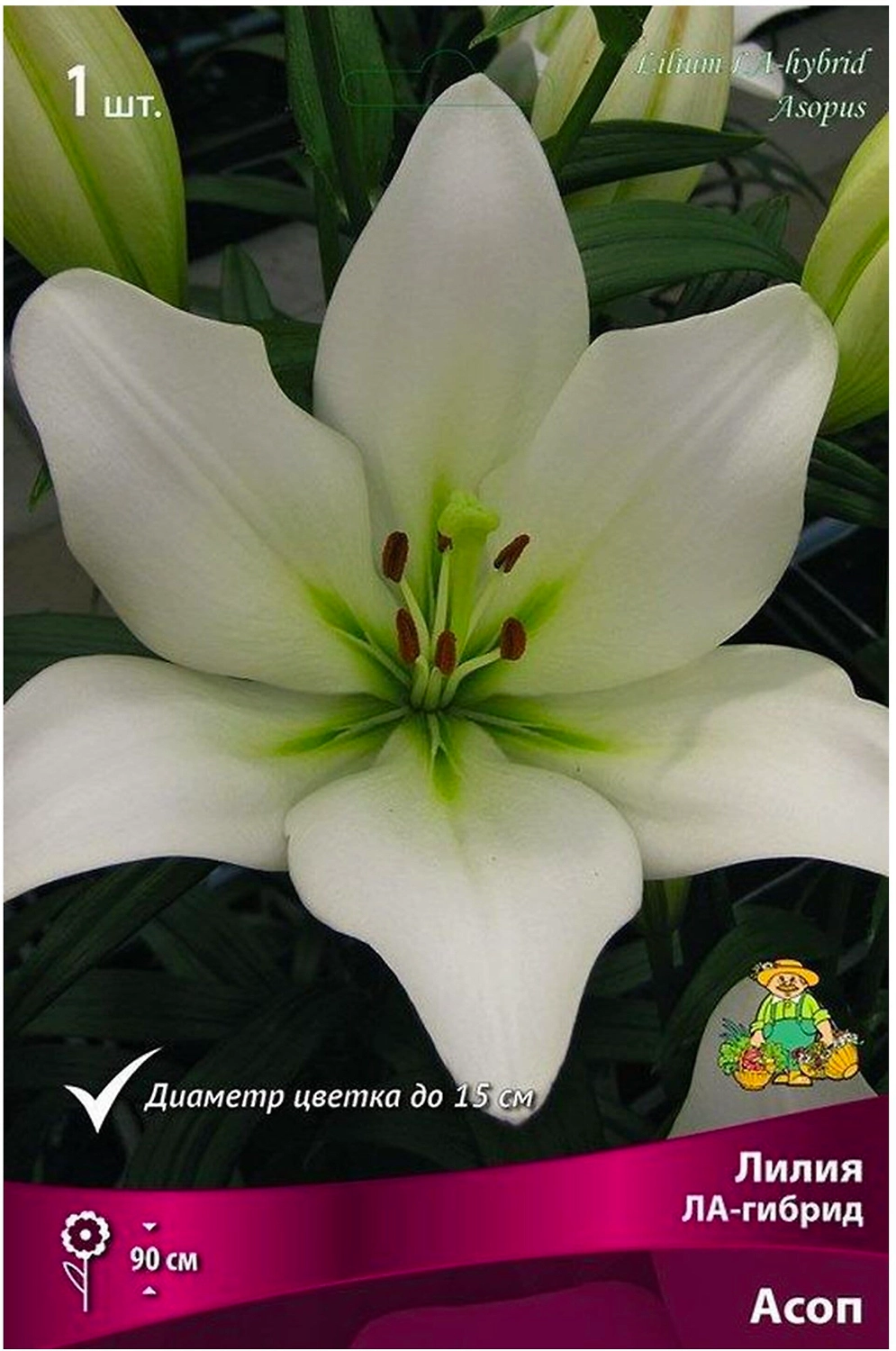 Луковицы лилии ла-гибрид ПОИСК Асоп 1 шт