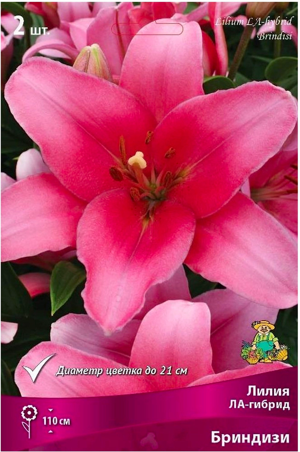 Луковицы лилии ла-гибрид ПОИСК Бриндизи 2 шт