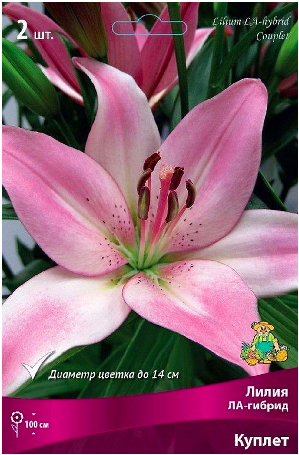 Луковица Лилии ЛА-гибрид ПОИСК Куплет