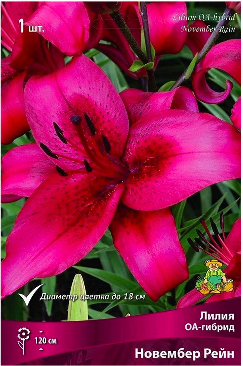 Луковица лилии оа-гибрид ПОИСК Новембер Рейн 1 шт