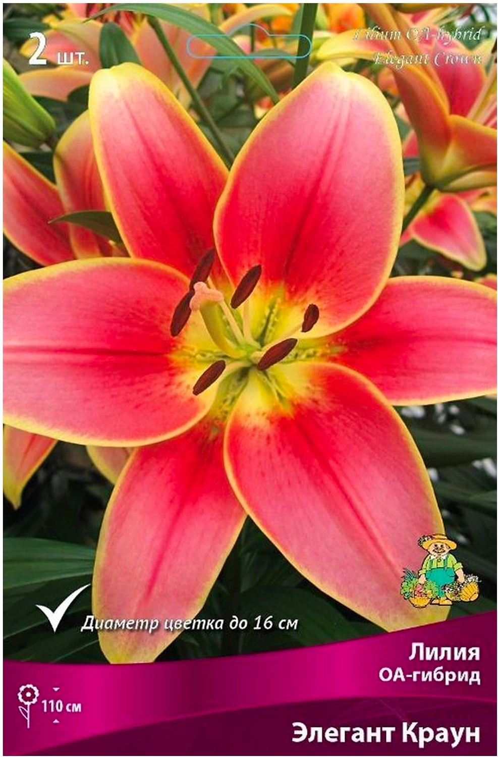Луковица лилии оа-гибрид ПОИСК Элегант Краун 2 шт