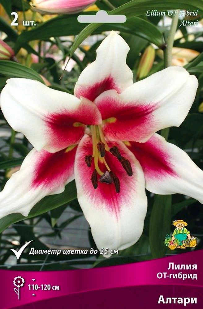 Луковицы лилия Алтари 1 шт