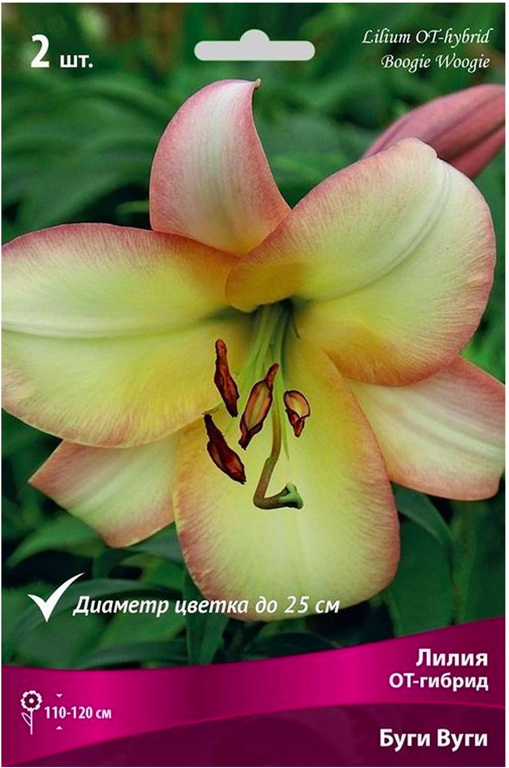 Луковицы лилии от-гибрид ПОИСК Буги Вуги 2 шт