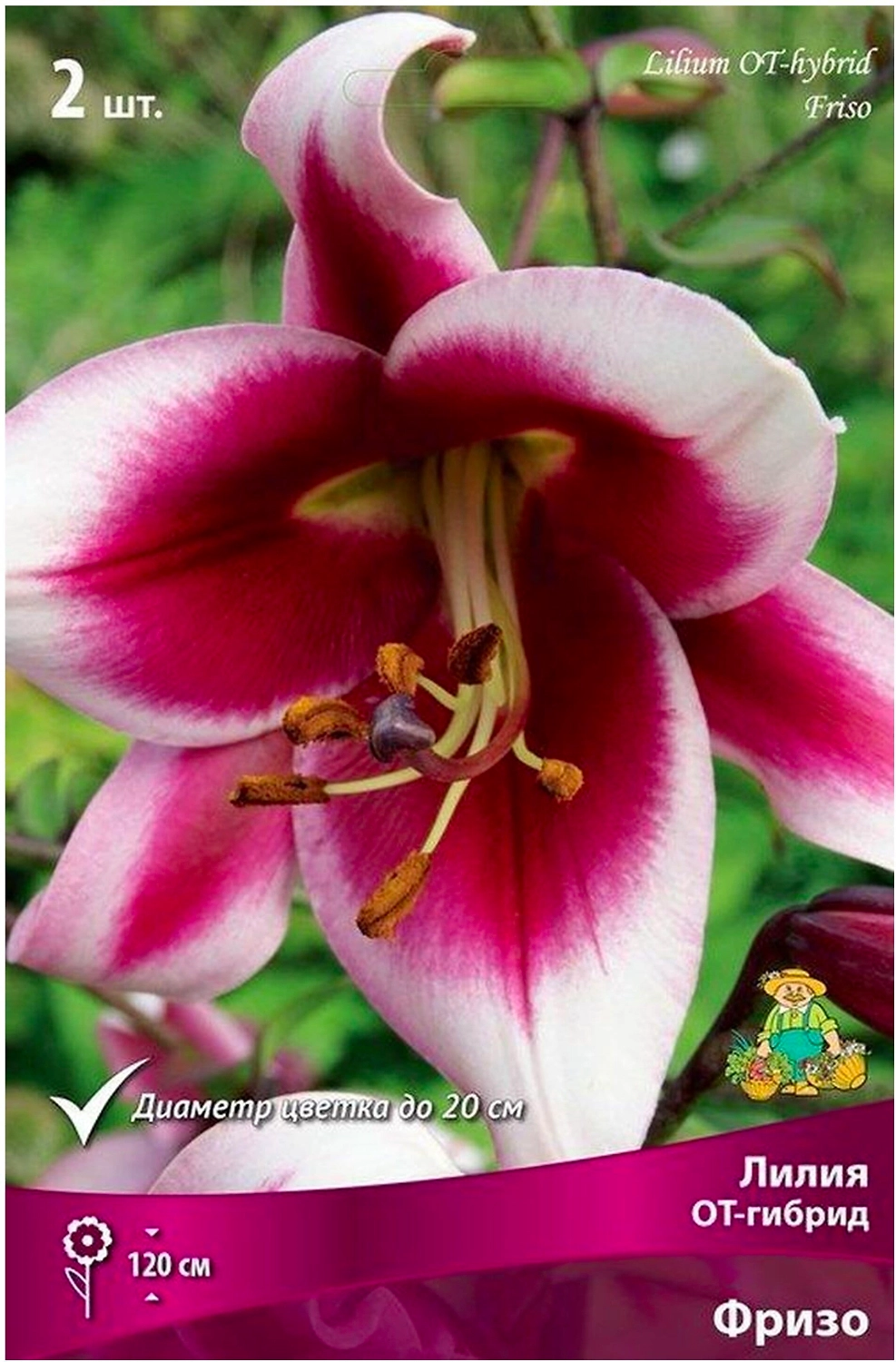 Луковицы лилии от-гибрид ПОИСК Фризо 2 шт