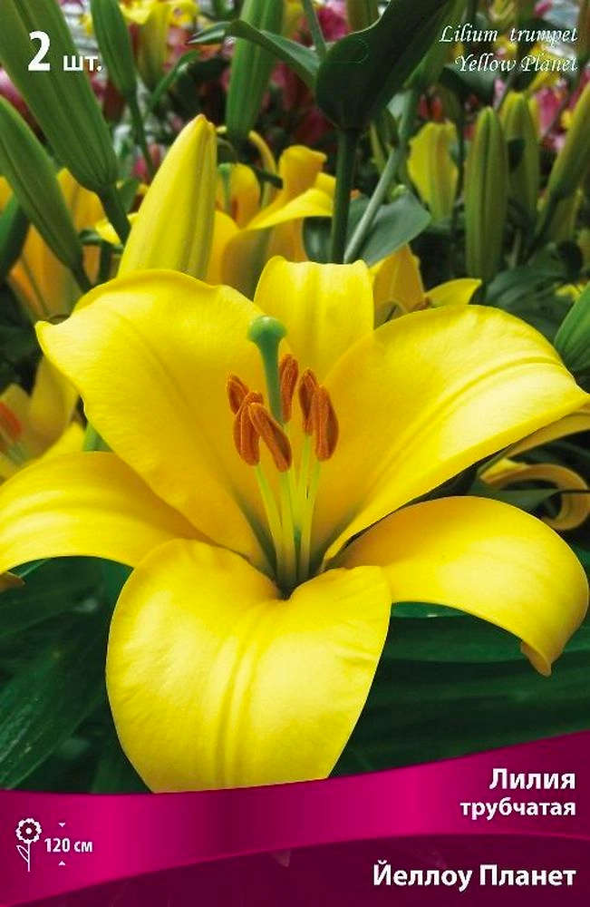 Луковицы лилия Йеллоу Планет 1 шт