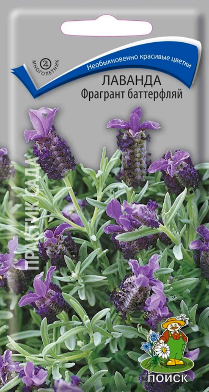 Семена Лаванды ПОИСК Фрагрант баттерфляй 20 шт
