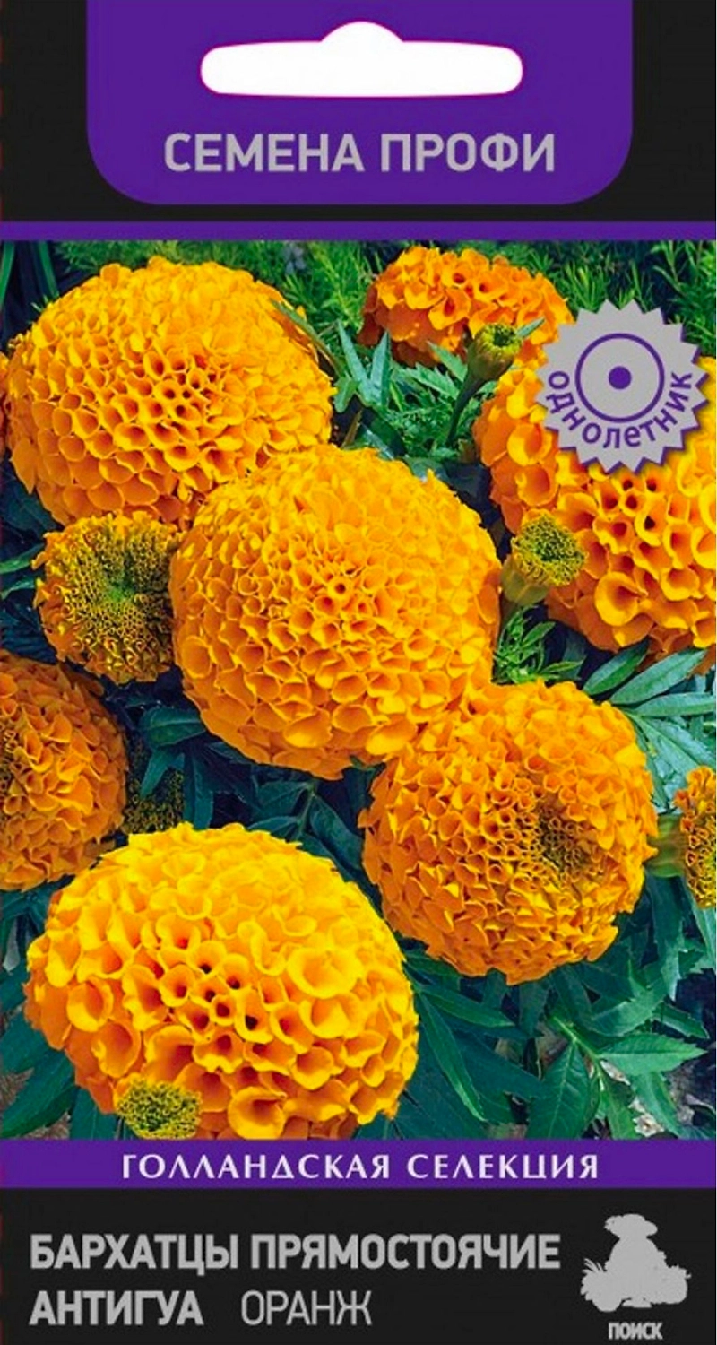 Семена Бархатца ПОИСК Голландская Селекция Прямостоячие Антигуа Оранж 15 шт