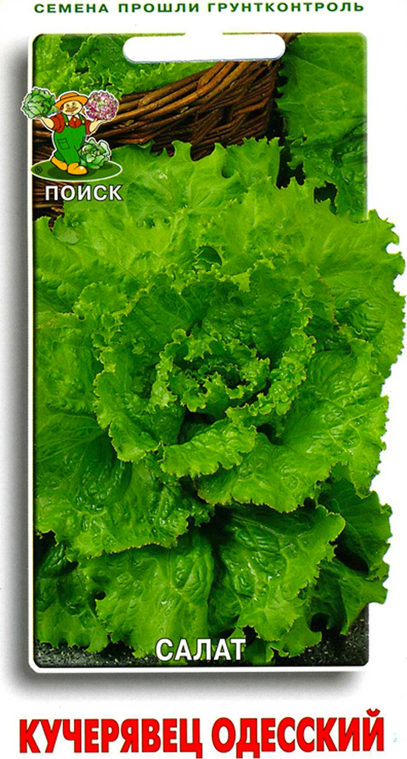 Семена Салата ПОИСК Кучерявец одесский 1 г
