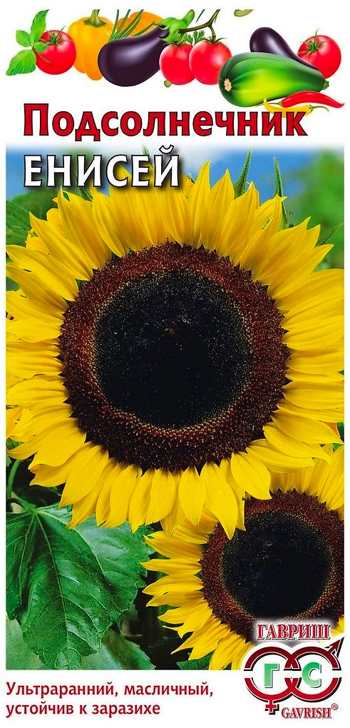 Семена Подсолнечника ГАВРИШ Енисей 0,1 г