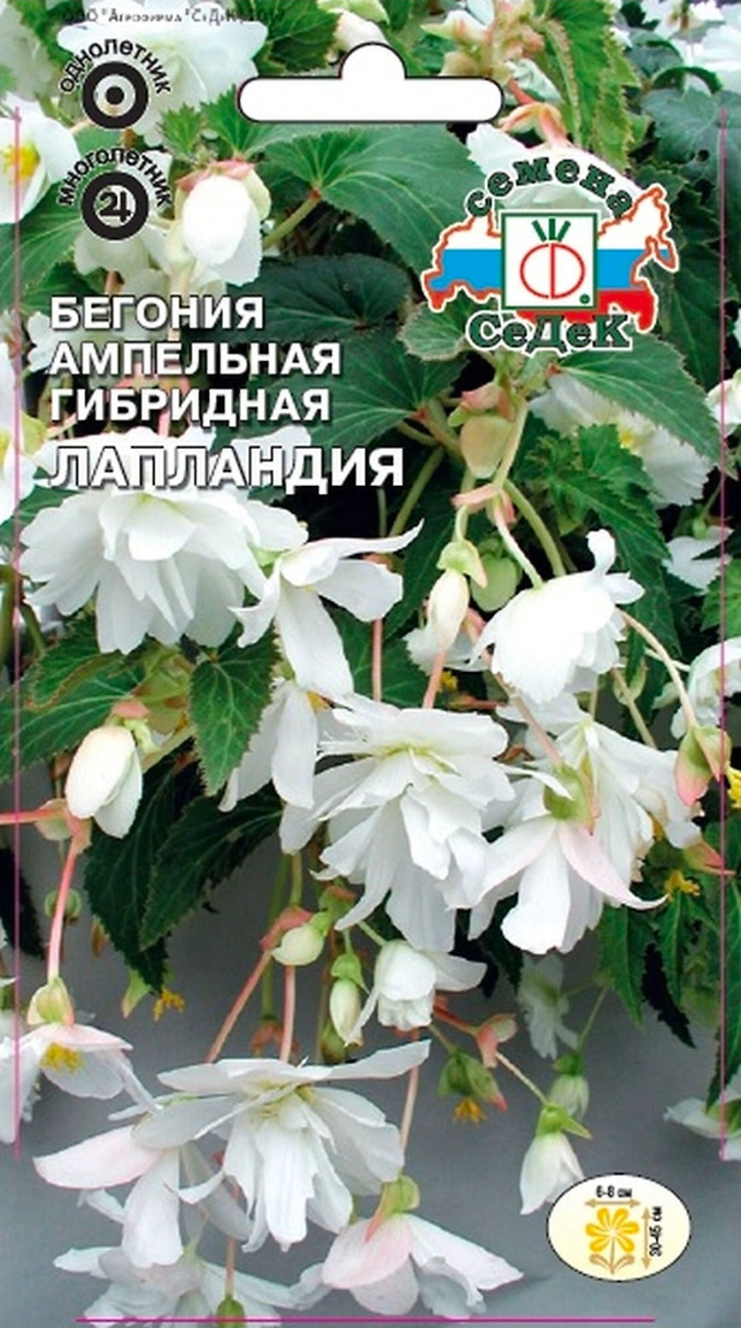 Семена Бегонии ампельной СеДеК Лапландия F1 белая 10 г