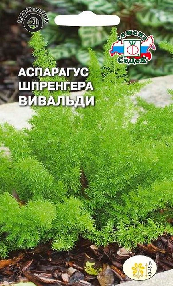 Семена Спаржи СеДеК Вивальди Шпренгера 0,25 г