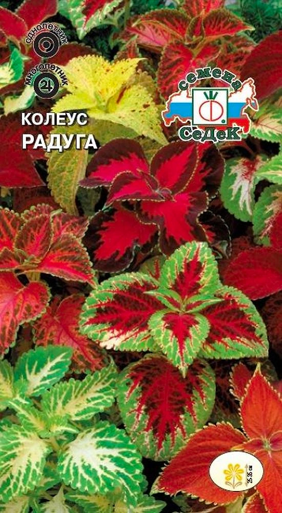 Семена Колеуса СеДеК Радуга смесь сортов 1 г