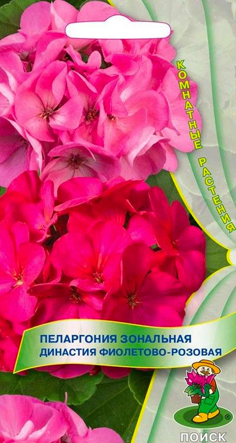 Семена Пеларгонии зональной ПОИСК Династия фиолетово-розовая 5 шт