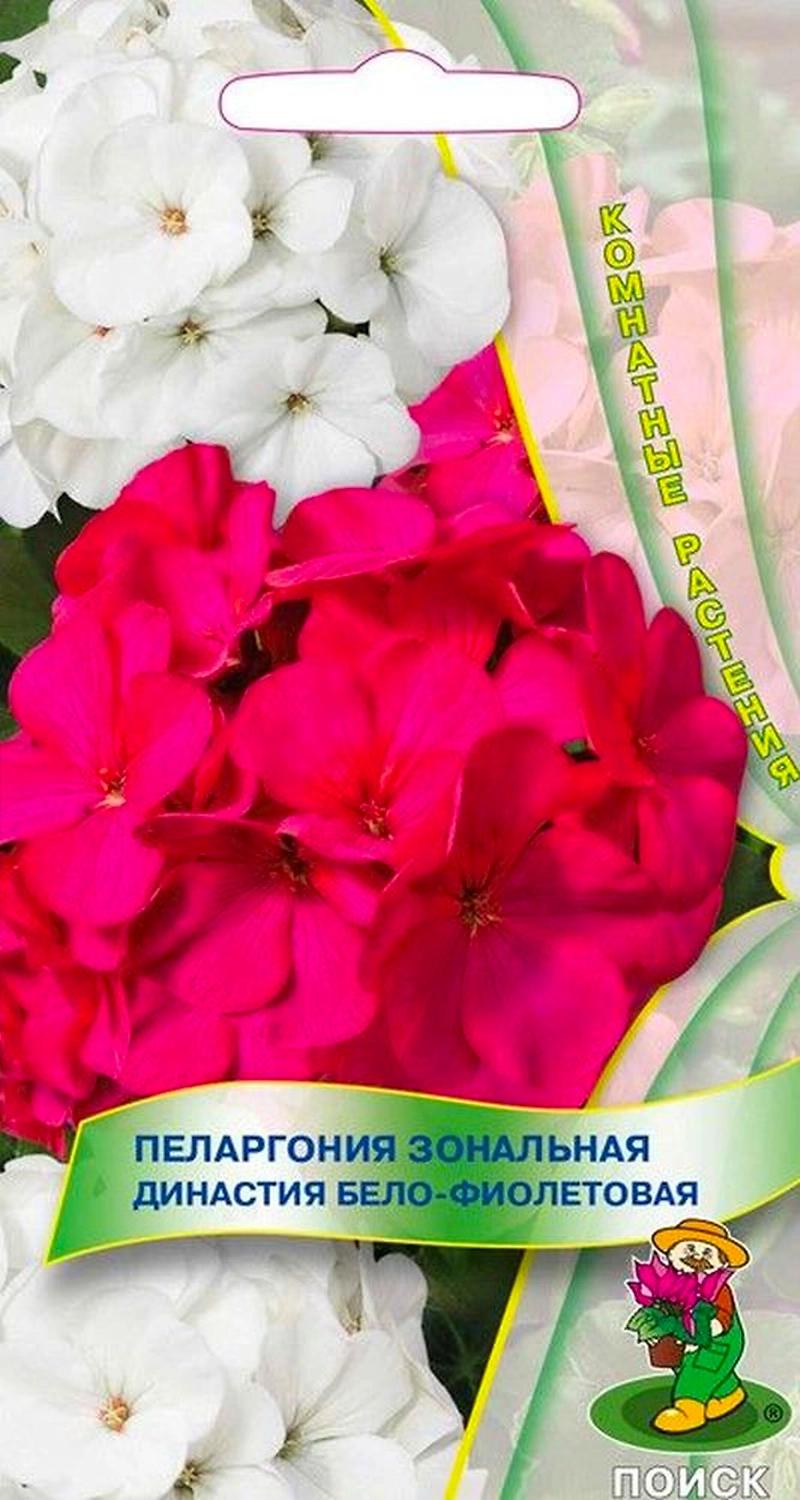 Семена Пеларгонии зональной ПОИСК Династия бело-фиолетовая 5 шт