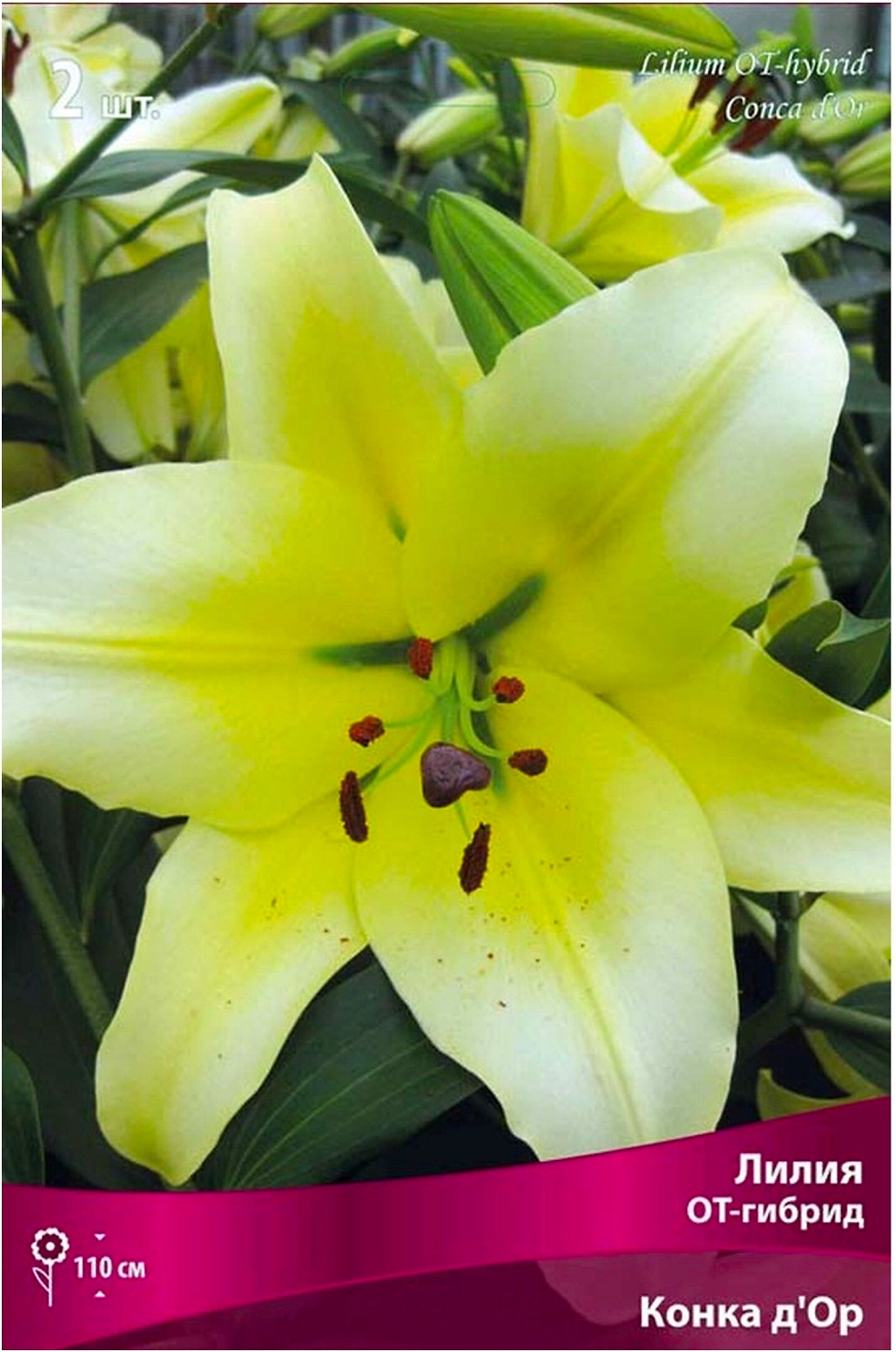 Луковица Лилии ПОИСК Конка д'Ор 200 г