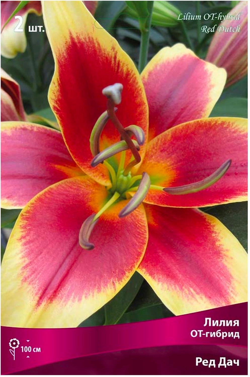 Луковицы лилии ПОИСК Ред Дач 1 шт