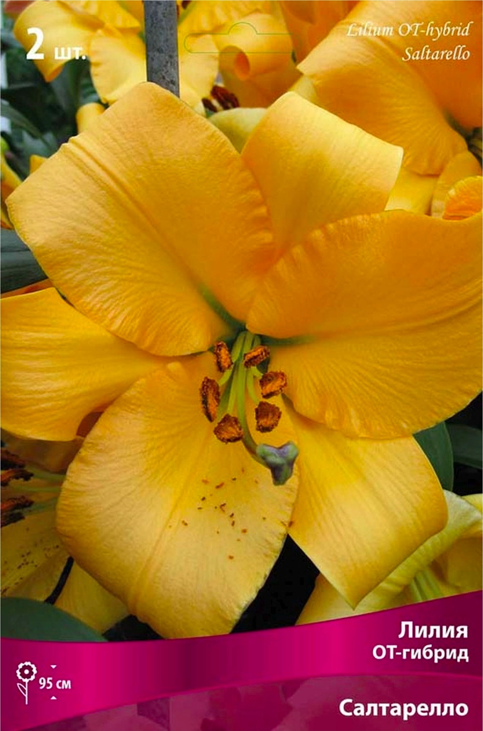 Луковицы лилии ПОИСК Салтарелло 1 шт